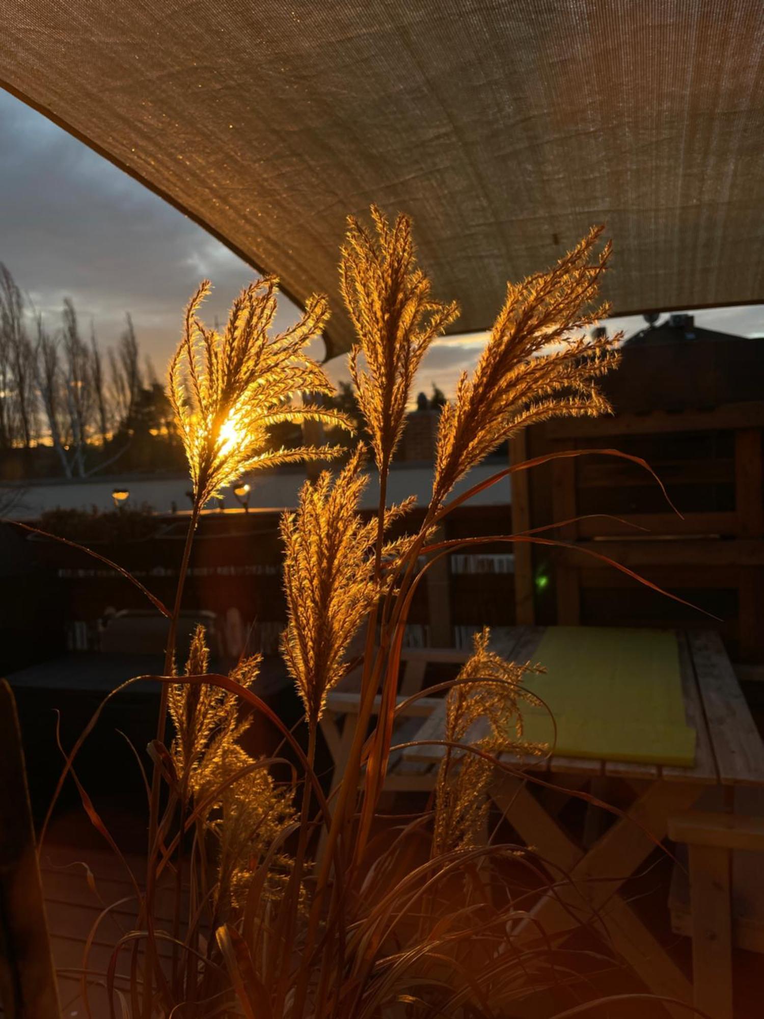 Bambus, Jungle, Dachterrasse & Bequem Bis Zentrum Radebeul Exterior foto